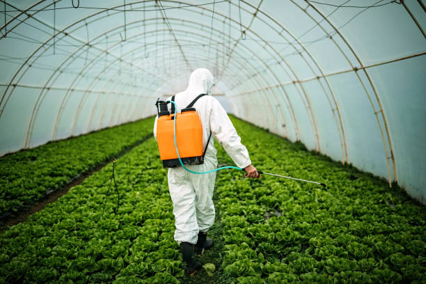 Best Pest Removal Services  in Rio Grande City, TX