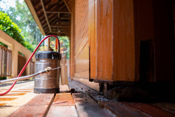 Wasp Removal Services in Rio Grande City, TX