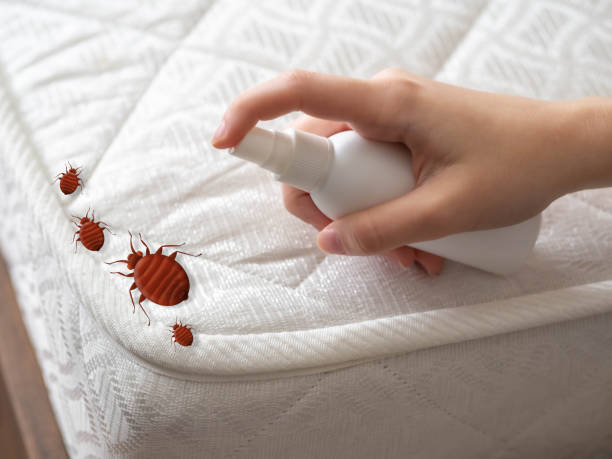 Best Pest Removal Services  in Rio Grande City, TX