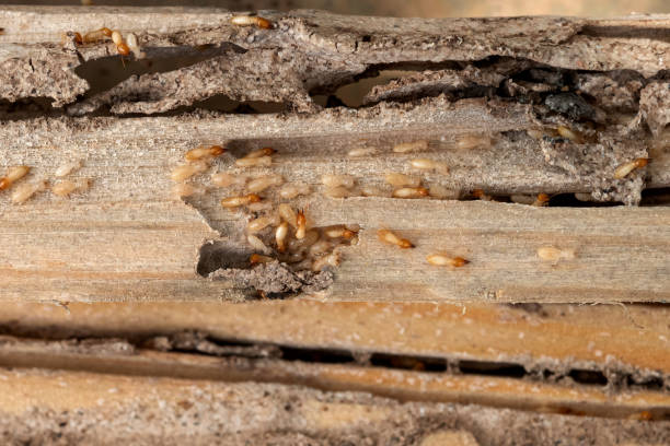 Flea Control Services in Rio Grande City, TX