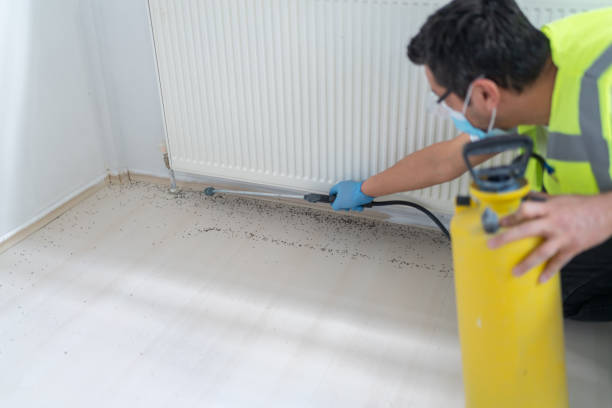 Best Termite Control Services  in Rio Grande City, TX