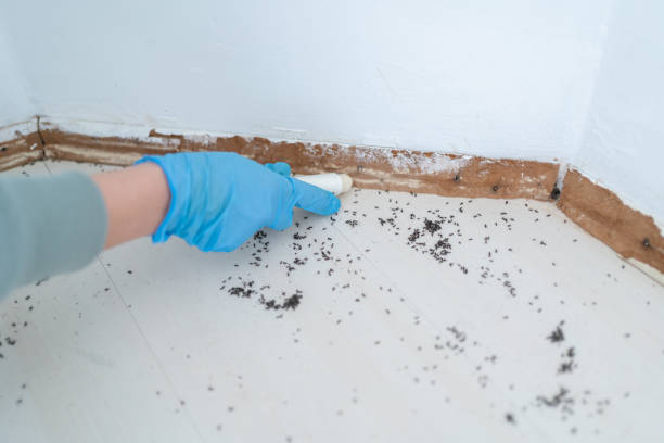 Best Termite Control Services  in Rio Grande City, TX