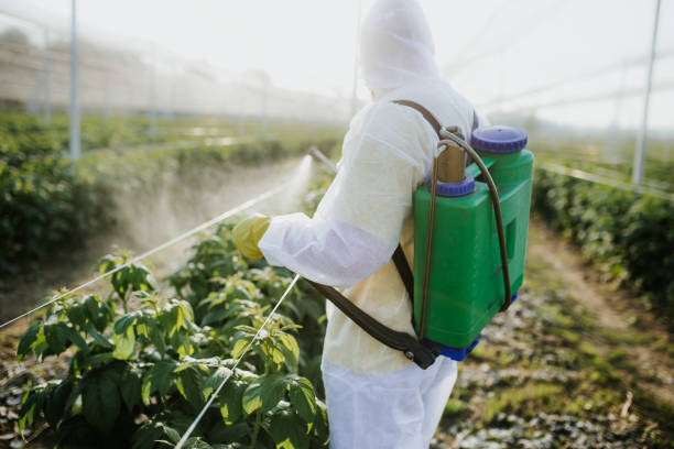 Best Exterminator Services  in Rio Grande City, TX